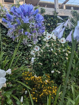 Gros plan de plantes de massif fleuri. Millepertuis, Hibiscus, Agapanthe, Lierre grimpant.